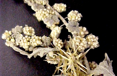 False Ragweed close-up
