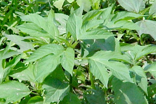 01_Giant Ragweed young plant