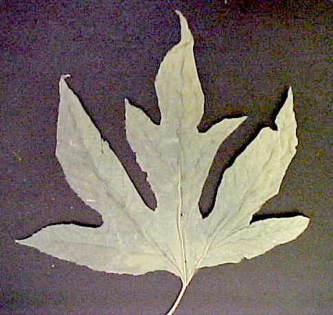Giant Ragweed 5 lobe leaf
