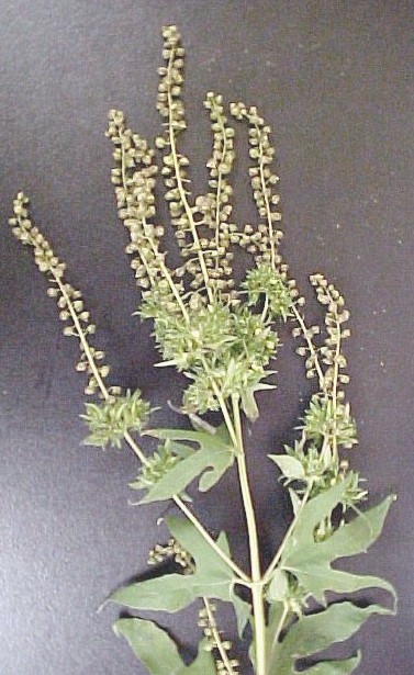 Giant Ragweed blooming branch