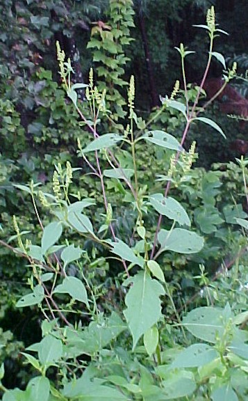 Giant Ragweed blooming plant