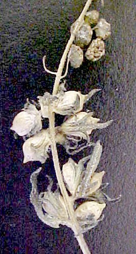 Giant Ragweed seeds