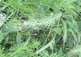 01_Canadian_Wild_Rye_CTP_(1_of_1)