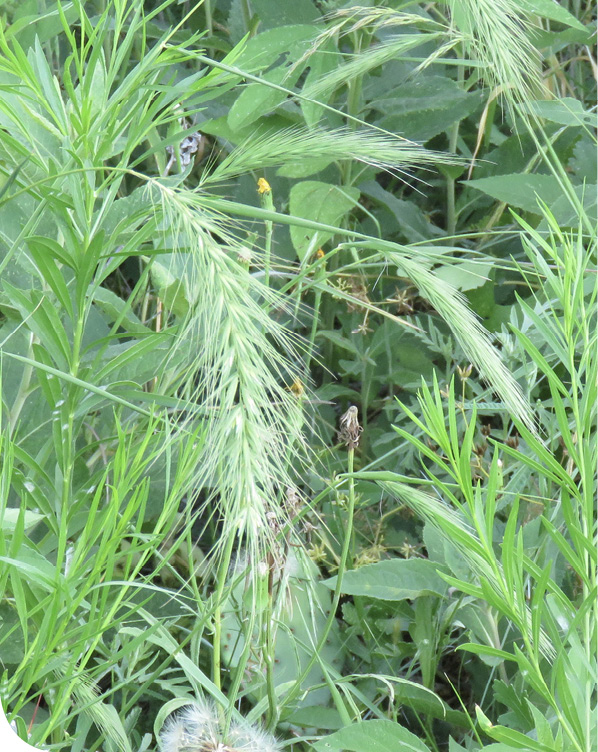 Canadian_Wild_Rye_CTP_(1_of_1)
