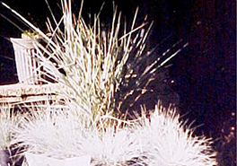 Leymus_condensatus_CA