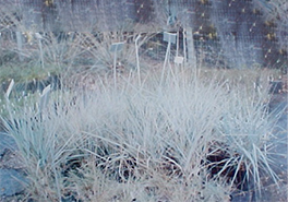 Leymus_condensatus_young_plants
