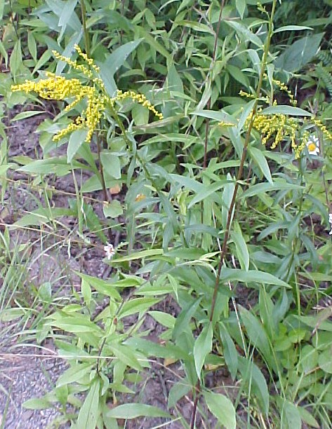 01_Goldenrod plants