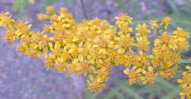 Goldenrod flower heads close-up