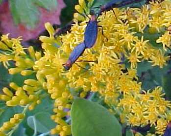 Goldenrod flower heads