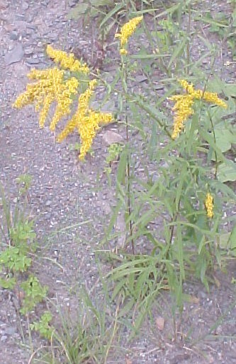 Goldenrod flower stalks