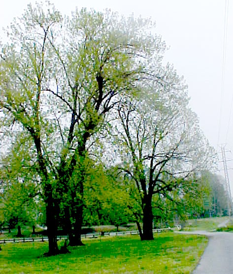 01_Green Ash trees