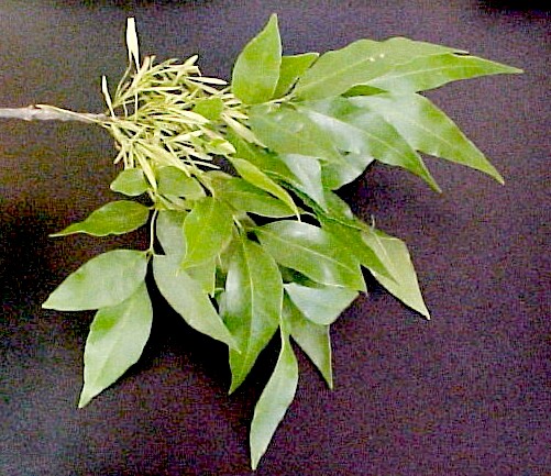 Green Ash live branch