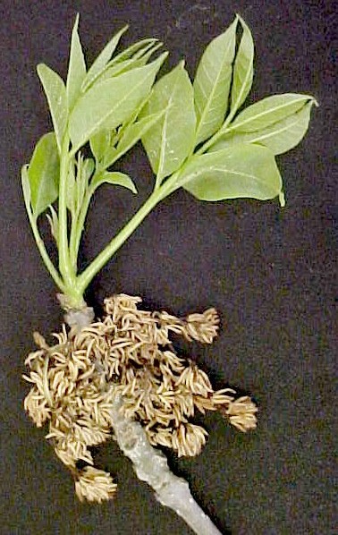 Green Ash male twig