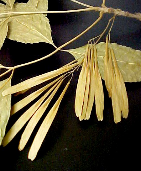 Green Ash seeds