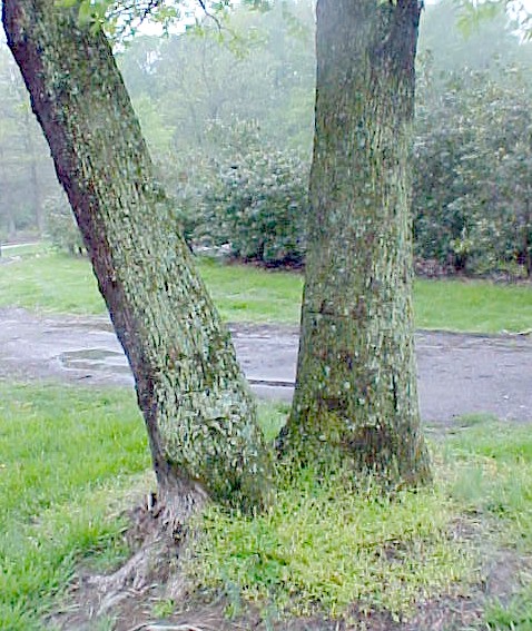Green Ash trunk