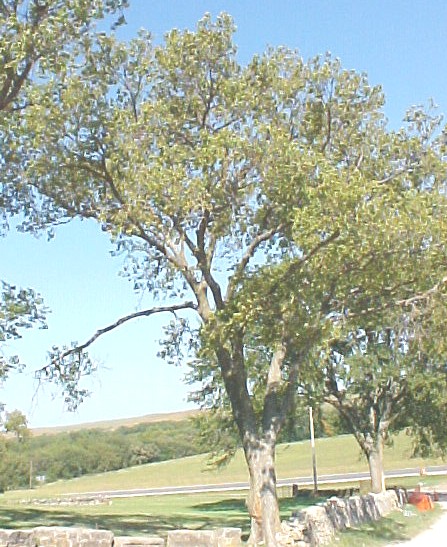 01_Hackberry tree