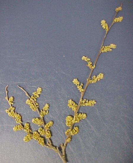 Hackberry flowers