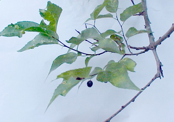 Hackberry foliage
