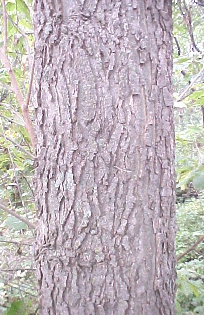 Hackberry trunk