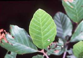 01_HazelAlder
