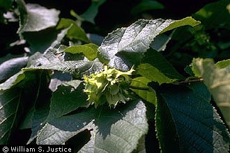 01_Hazelnut3