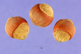 Hazelnut2