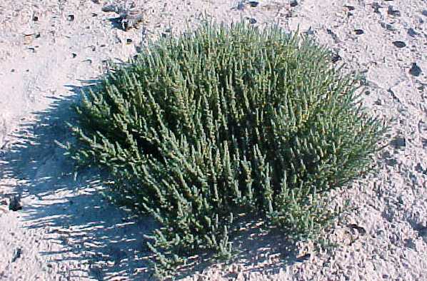 01_Iodine Bush plant