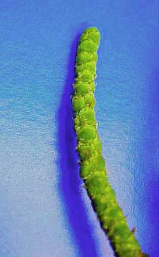 Iodine Bush closeup