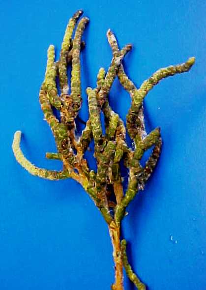 Iodine Bush twig
