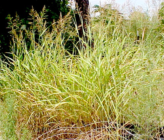 01_Johnson Grass clump