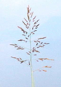 Johnson Grass flower head