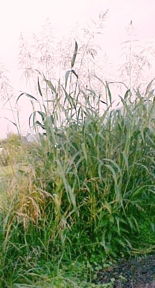 Johnson Grass plants