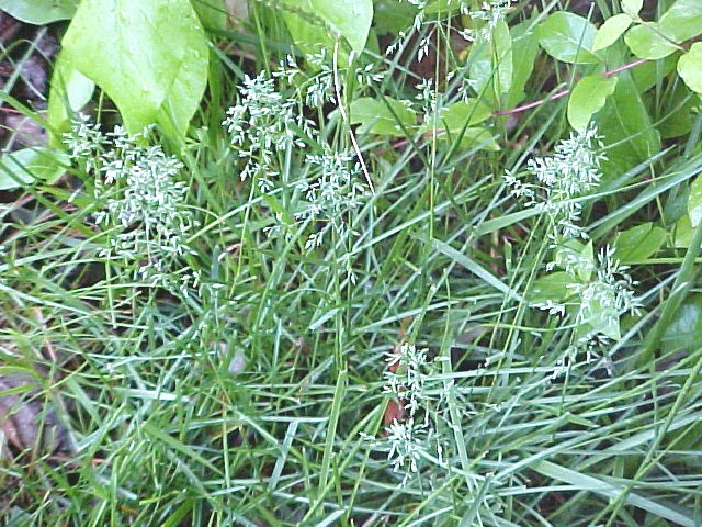 01_Kentucky Blue blooming plants