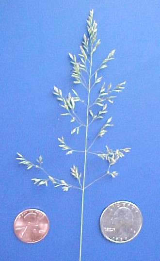 Kentucky Blue flwrs