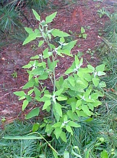 01_Lambs Quarter plant