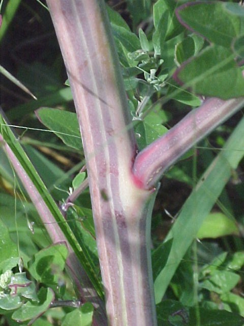 Lambs Quarter colored stem