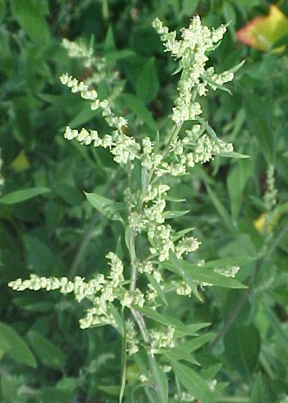 Lambs Quarter fruiting branch
