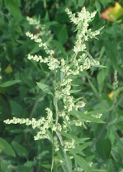 Lambs Quarter fruiting branch