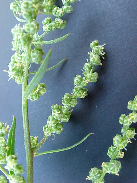 Lambs Quarter fruiting twig closeup