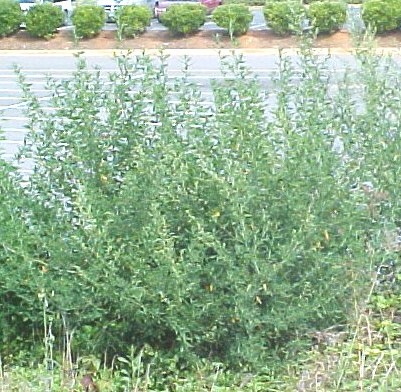 Lambs Quarter mature plants cropped