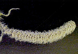 01_Ambrosia_bidentata_flwrs