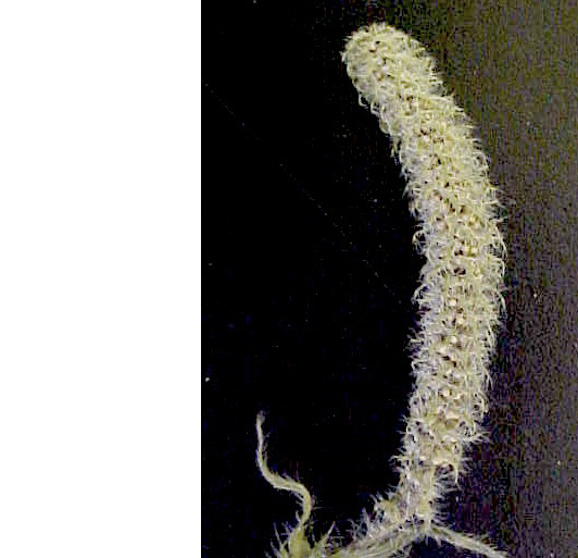 Ambrosia_bidentata_flwrs