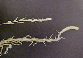 Ambrosia_bidentata_plants