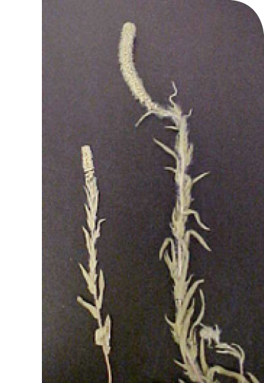 Ambrosia_bidentata_plants
