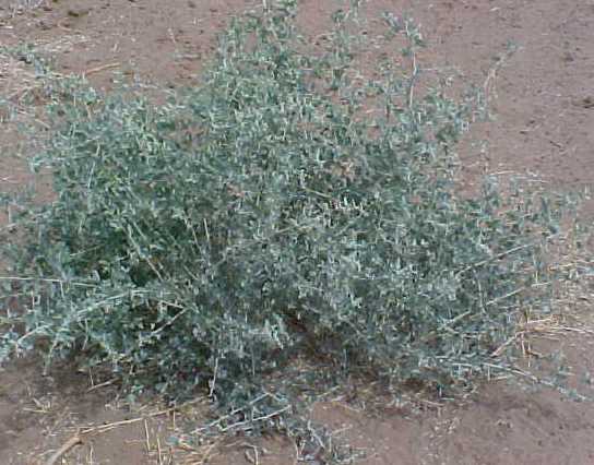 01_Lenscale shrub