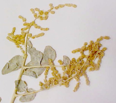 Lenscale branch