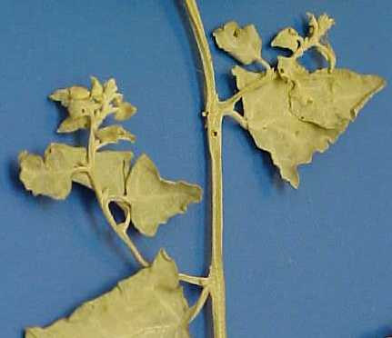 Lenscale foliage