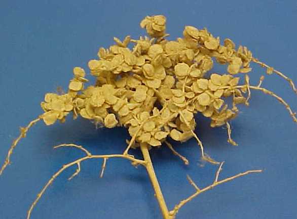 Lenscale seeds on twig