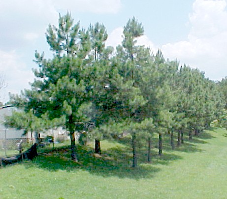 01_Loblolly Pine young trees