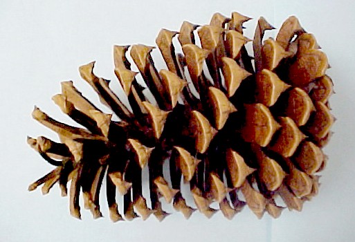 Loblolly Pine cone